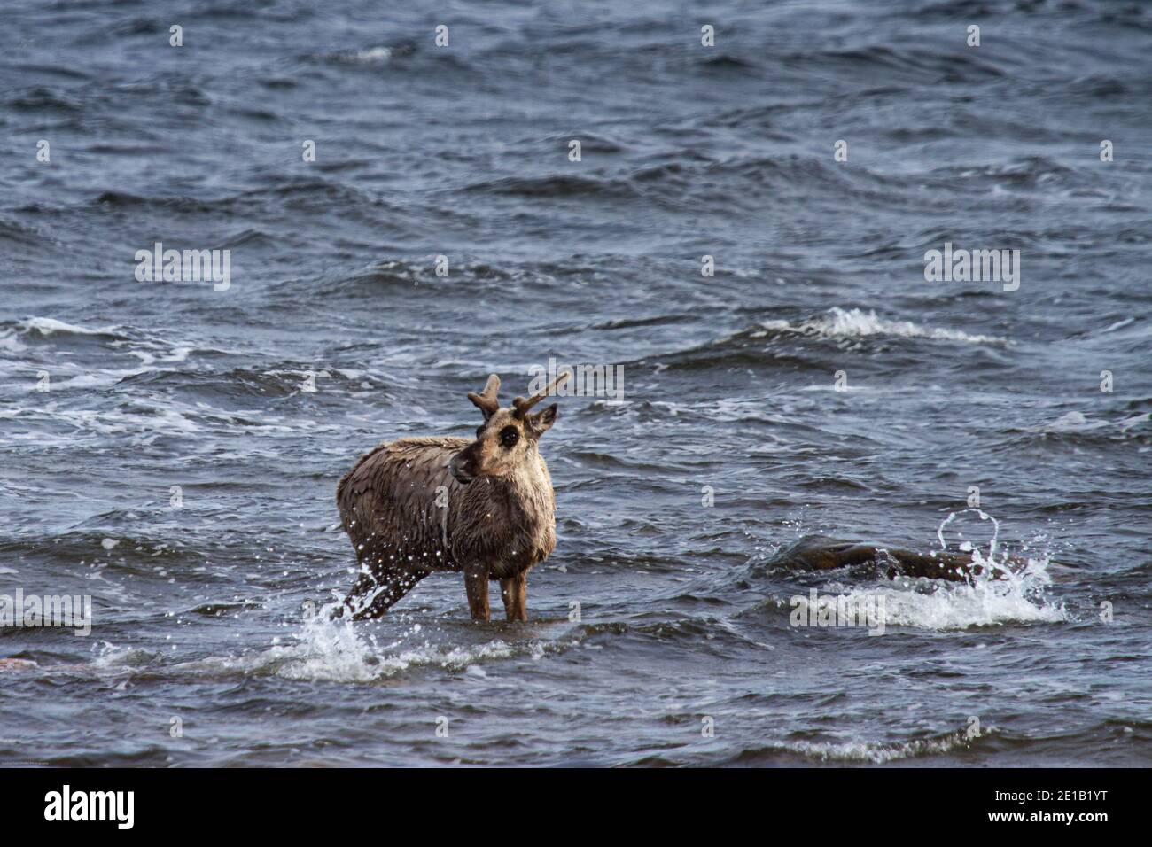Le jeune caribou de la toundra, rangifer tarandus groenlandicus, se tenant dans l'eau près d'Arviat Nunavut Banque D'Images