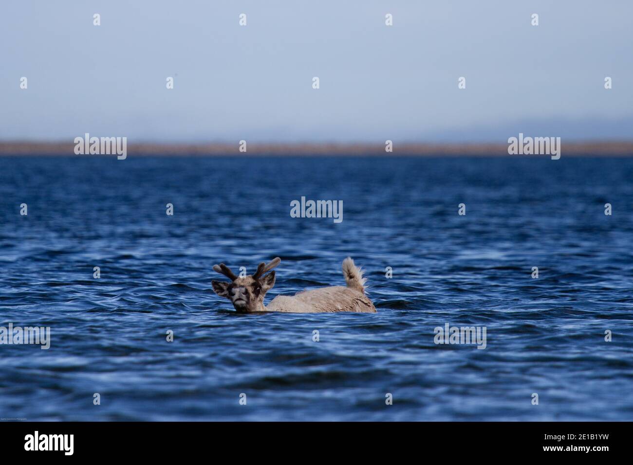 rangifer tarandus groenlandicus, jeune caribou de la toundra, nageant dans l'eau près d'Arviat Nunavut Banque D'Images