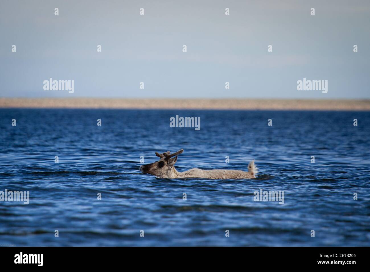 rangifer tarandus groenlandicus, jeune caribou de la toundra, nageant dans l'eau près d'Arviat Nunavut Banque D'Images