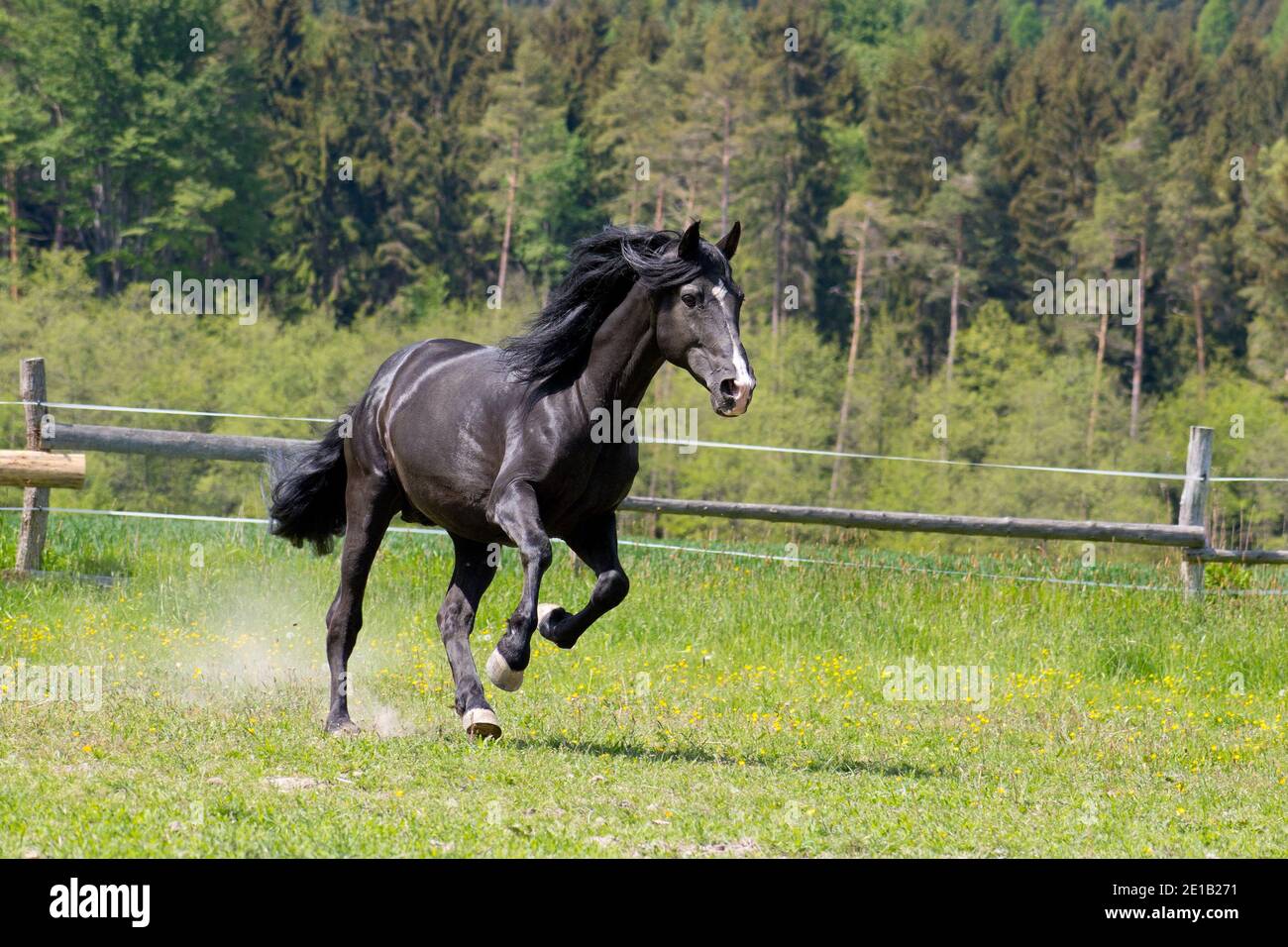 C'est un jour ensoleillé et un cheval noir a amusez-vous dans le paddock de pâturage Banque D'Images