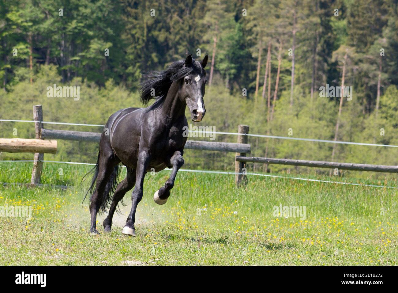 C'est un jour ensoleillé et un cheval noir a amusez-vous dans le paddock de pâturage Banque D'Images