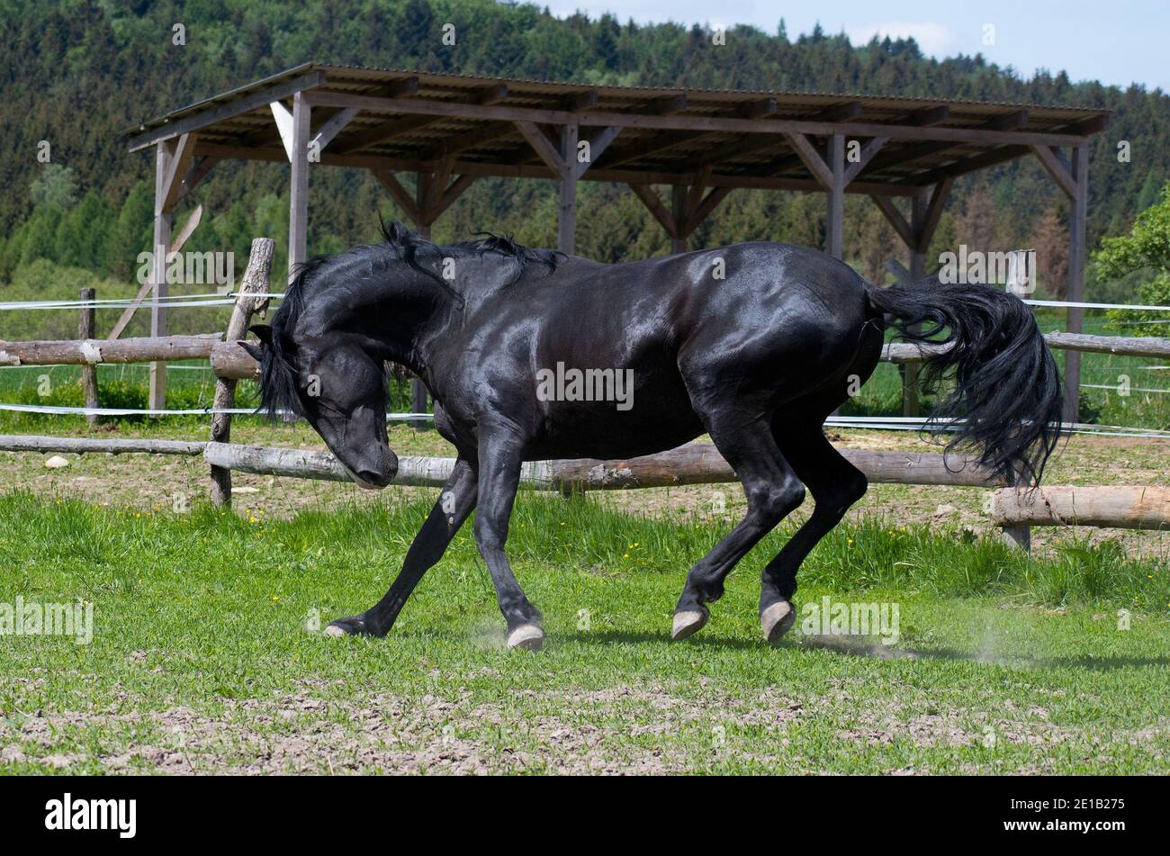 C'est un jour ensoleillé et un cheval noir a amusez-vous dans le paddock de pâturage Banque D'Images