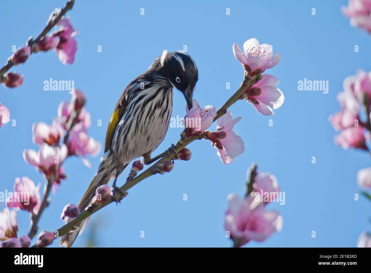 Oiseau New Holland Honeyeater (Phylidonyris novaehollandiae) Perchée dans un arbre mangeant le nectar d'un australien arbre à fleur rose Banque D'Images