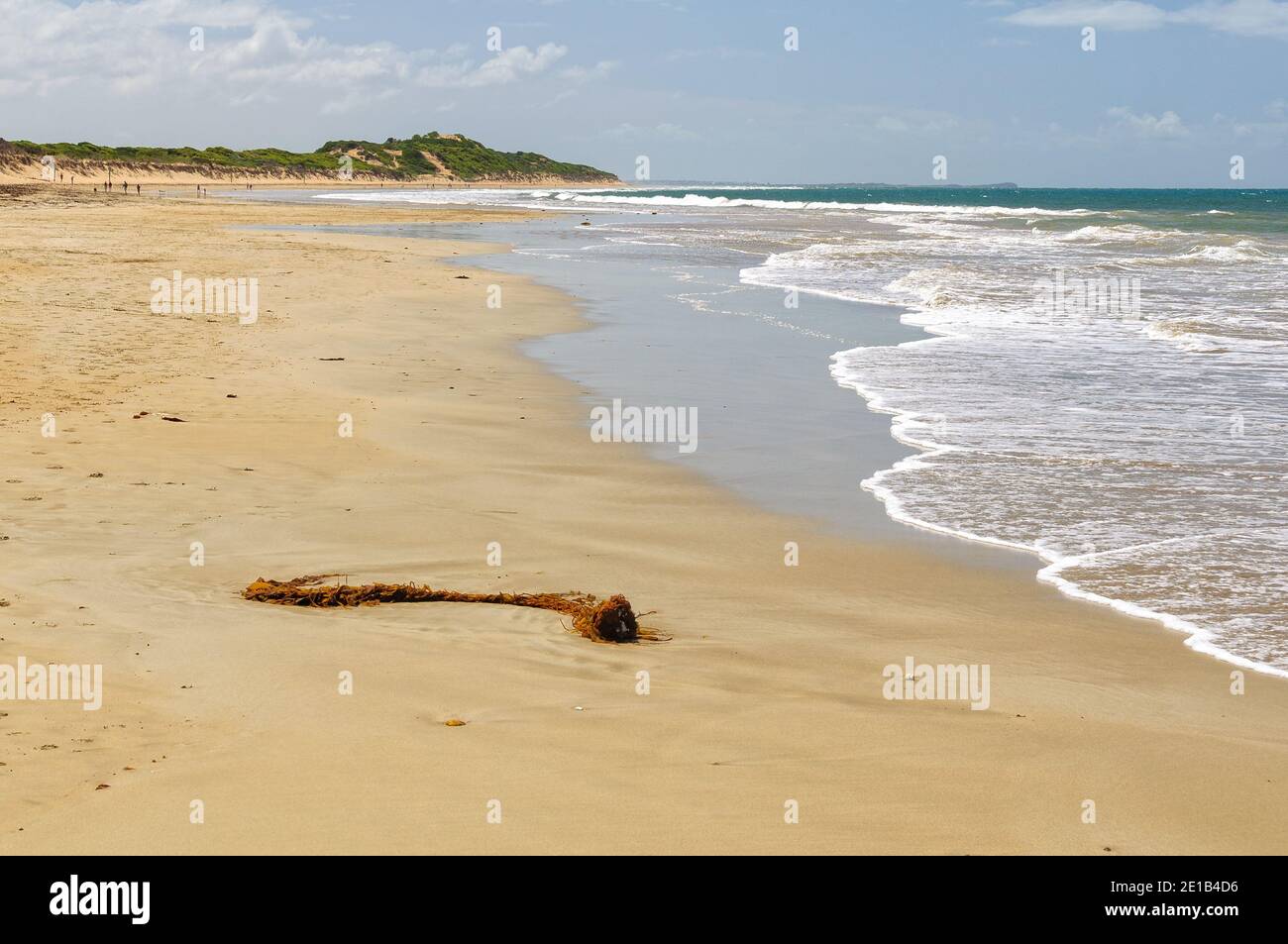 Algues lavées à terre sur Whites Beach - Torquay, Victoria, Australie Banque D'Images