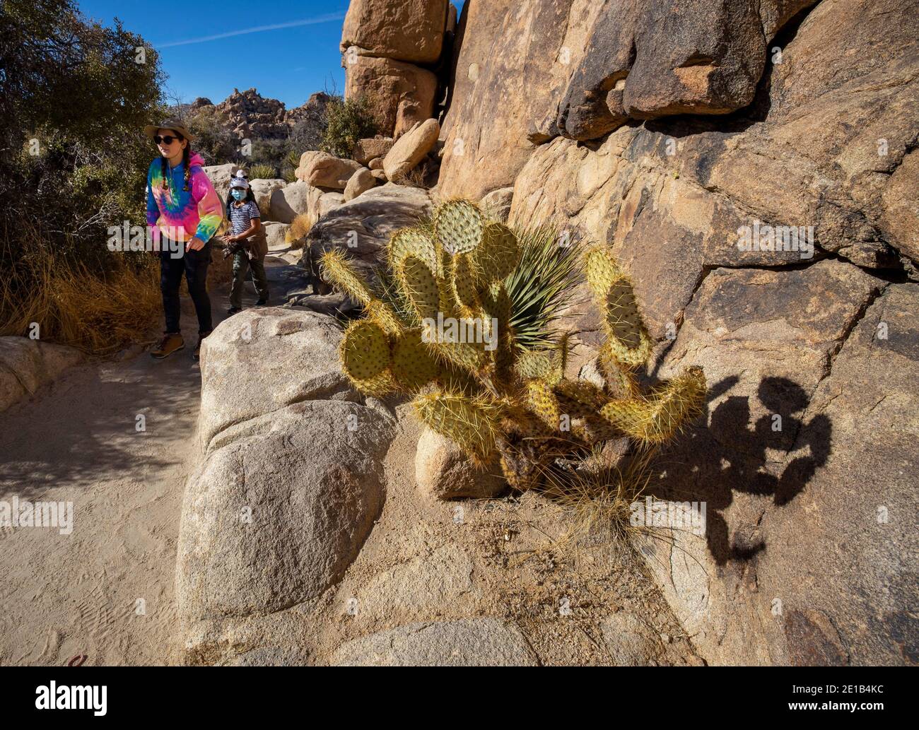 Joshua Tree, Californie, États-Unis. 26 décembre 2020. Randonneurs dans le parc sur le sentier « Hidden Valley » pendant la pandémie du coronavirus. Le parc national de Joshua Tree, dans le sud-est de la Californie, porte le nom des Joshua Trees (Yucca brevifolia), indigènes du désert de Mojave. Initialement déclaré monument national en 1936, Joshua Tree a été redésigné comme parc national en 1994 lorsque le Congrès américain a adopté la California Desert protection Act. Couvrant un total de 790,636 acres, y compris les zones sauvages désignées. À cheval entre les comtés de San Bernardino et de Riverside, le parc comprend des parties de deux déserts, ea Banque D'Images