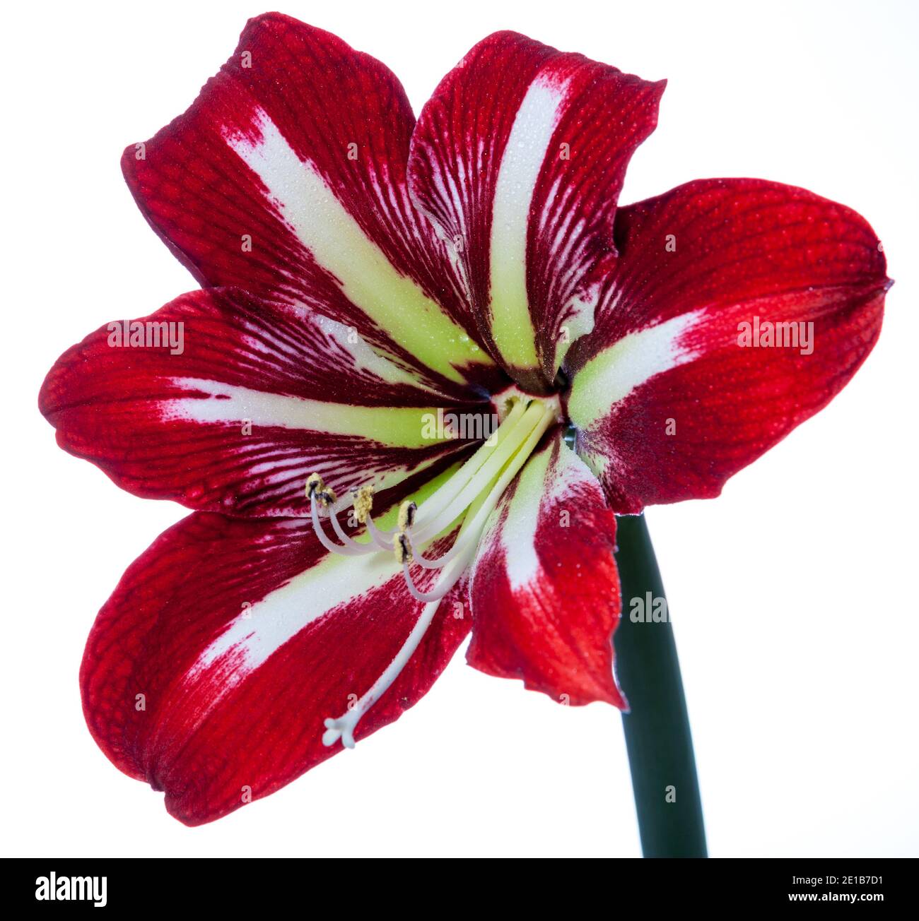 'Gilmar' Hippeastrum, Amaryllis (Hippeastrum x hortorum) Banque D'Images