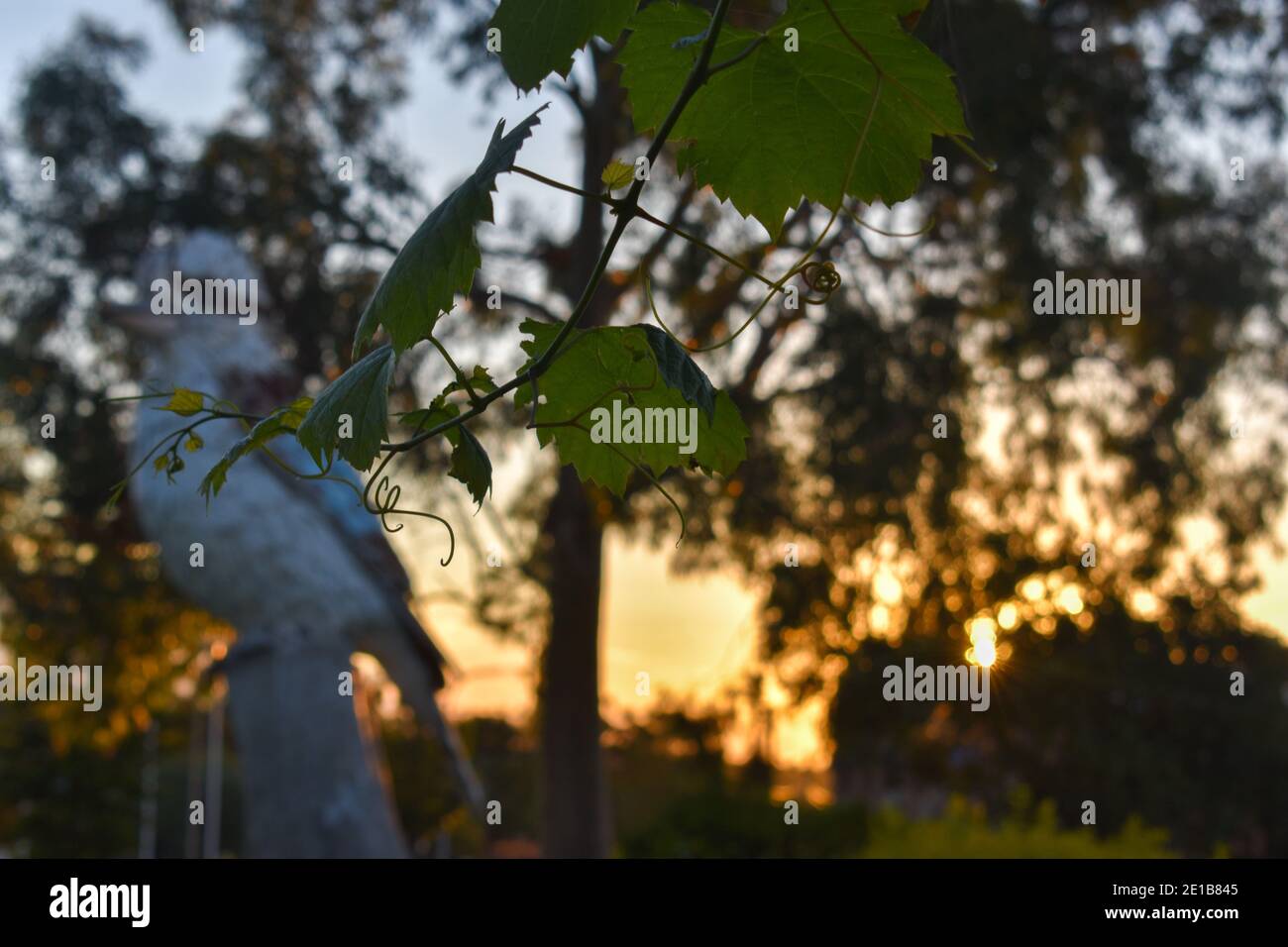 Le Big Kookaburra à Kurri Kurri au coucher du soleil avec un grapevine en vue Banque D'Images