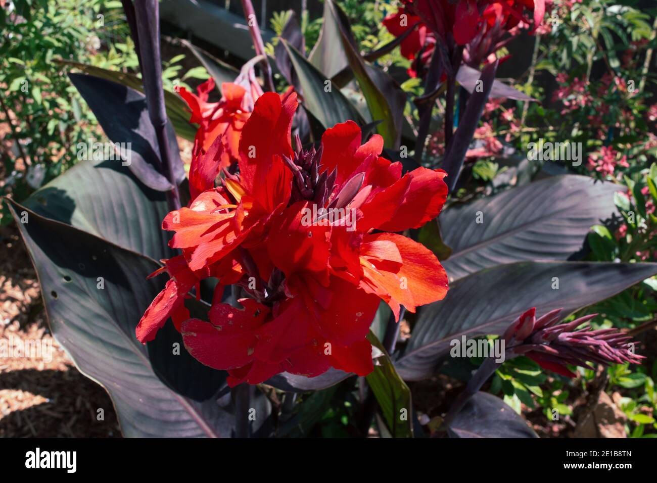 Canna Lily Flowers, belles Cannas rouge vif avec des feuilles vert violet foncé se détachant dans un jardin côtier australien Banque D'Images