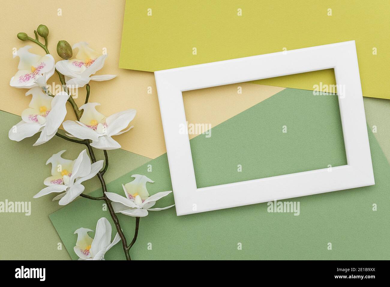 Cadre blanc et branche de fleur d'orchidée sur fond de papier vert géométrique. Espace de copie, maquette pour votre conception. Concept printemps ou été. Banque D'Images