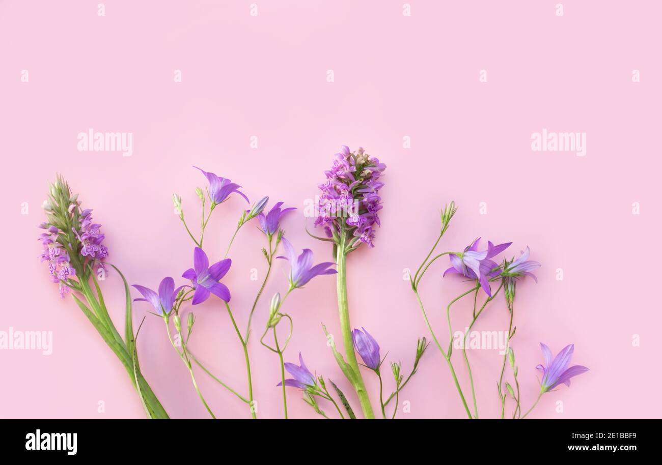 Motif floral avec fleurs sauvages, feuilles vertes sur fond rose. Flat lay, vue de dessus. Copier l'espace. Banque D'Images