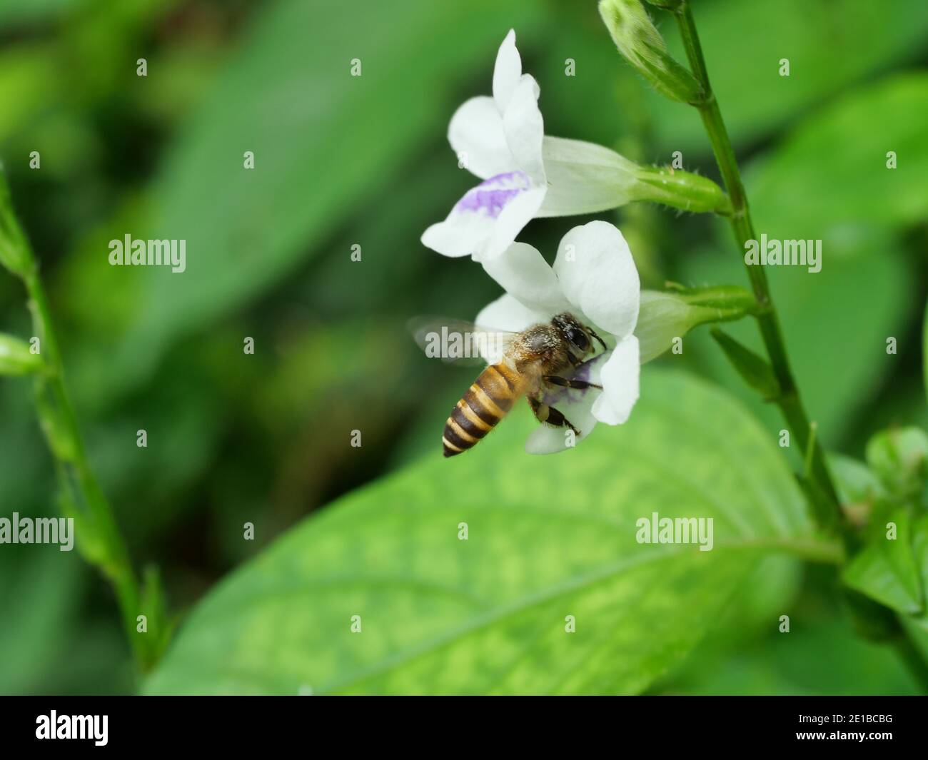 Miel abeille cherchant nectar sur blanc violet chinois ou coromandel Ou foxgant rampant ( Asystasia gangetica ) fleurir dans le champ avec le vert naturel Banque D'Images