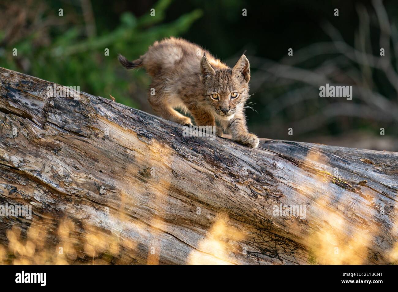 Lynx cub sur le tronc de l'arbre tombé. Petit animal concentré. Lynx lynx. Banque D'Images