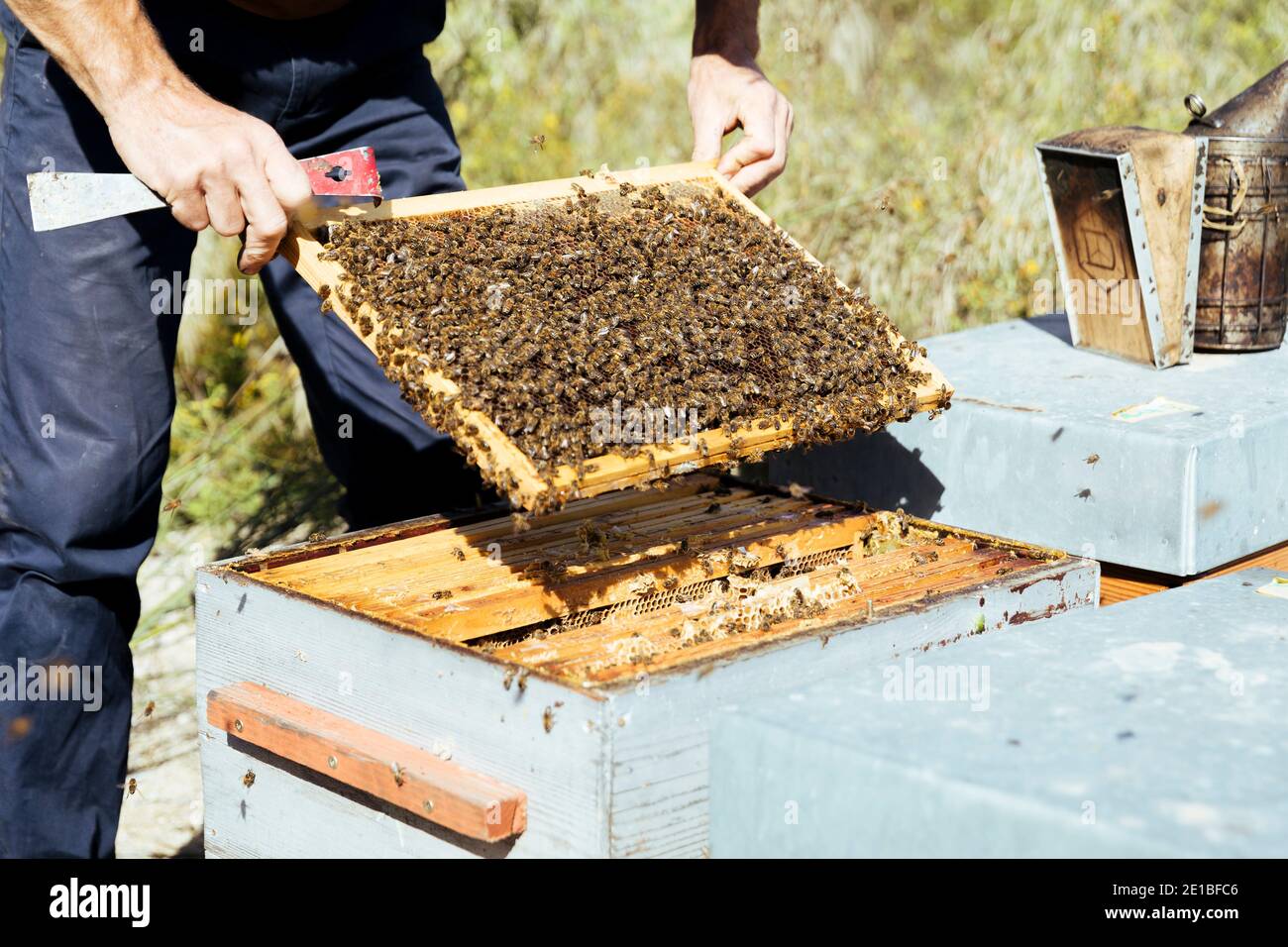 Apiculture à Beaucaire (sud-est de la France) : abeilles sur un bâti de ruches lors d'une inspection des apicoles par un apiculteur, apiculant 'au miel occitan Banque D'Images
