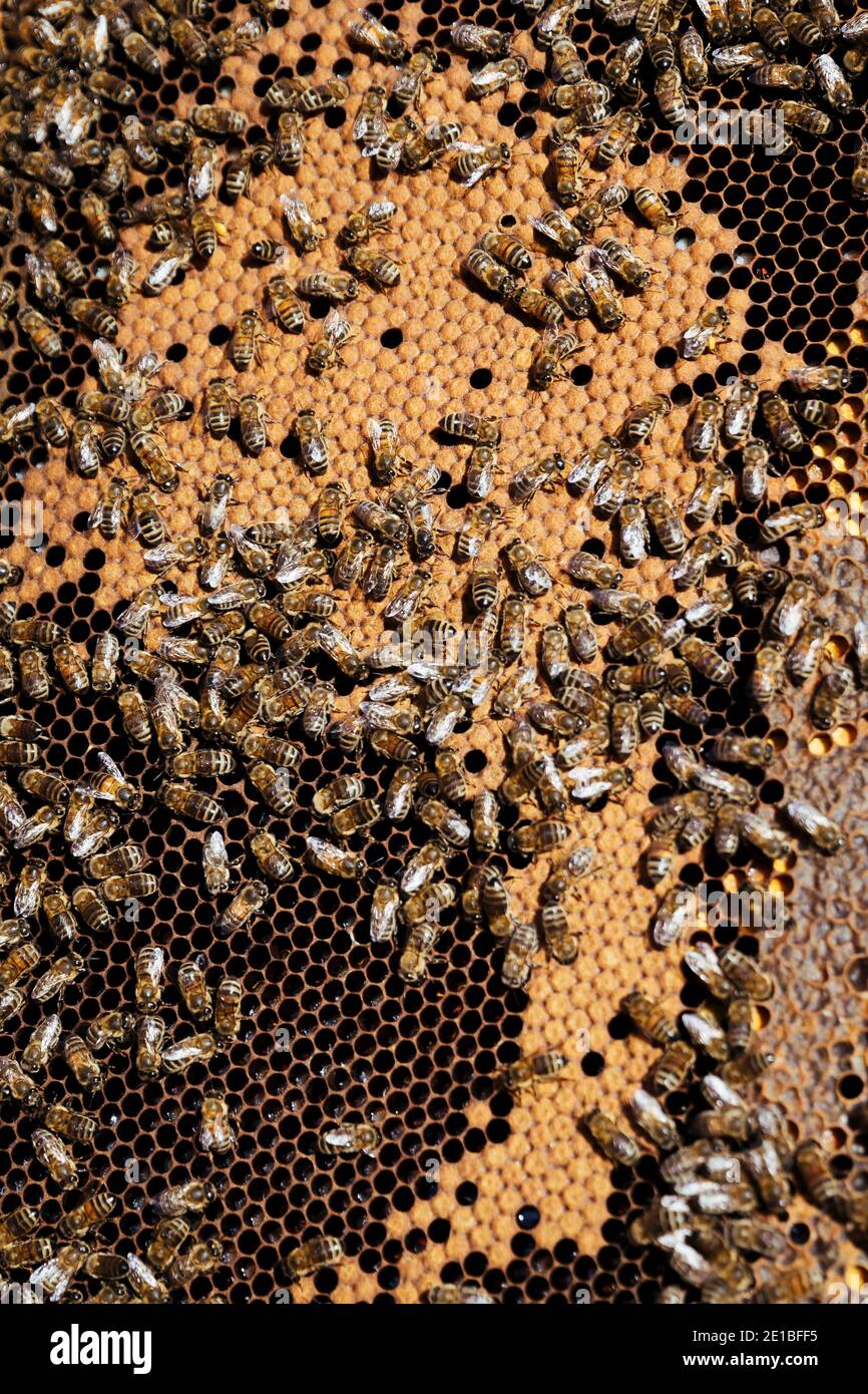 Apiculture à Beaucaire (sud-est de la France) : abeilles sur un bâti de ruches lors d'une inspection des apicoles par un apiculteur, apiculant 'au miel occitan Banque D'Images