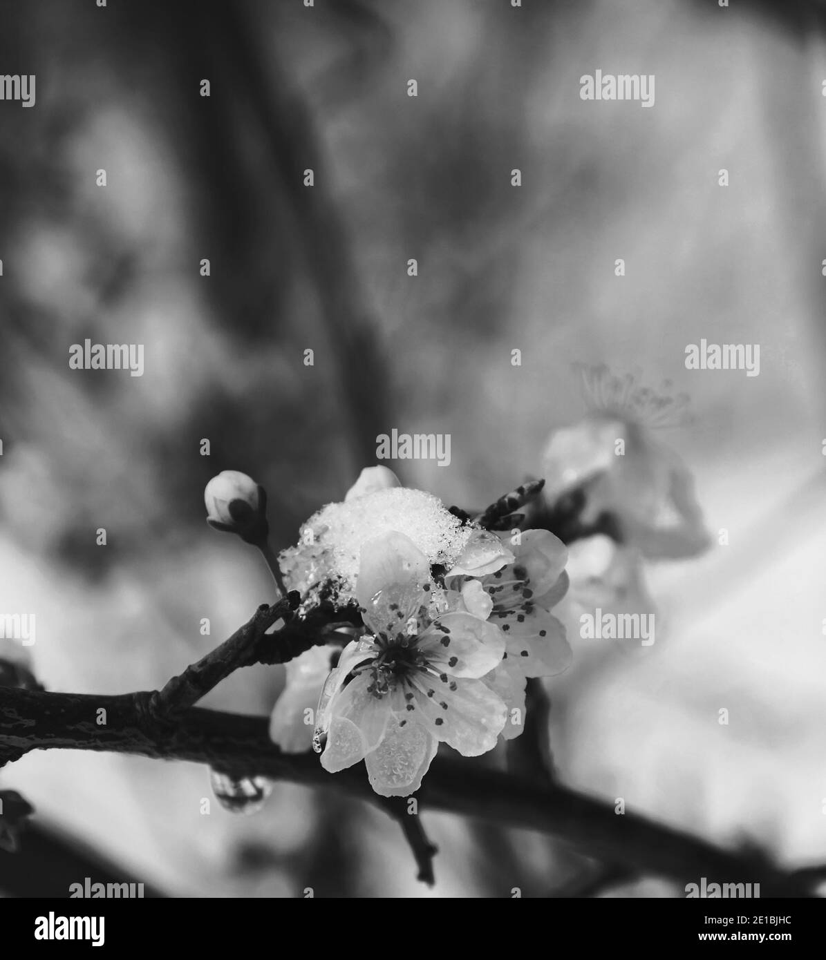 L'arbre fruitier fleurit dans la neige. Hiver soudain au printemps. Photographie noir et blanc Banque D'Images