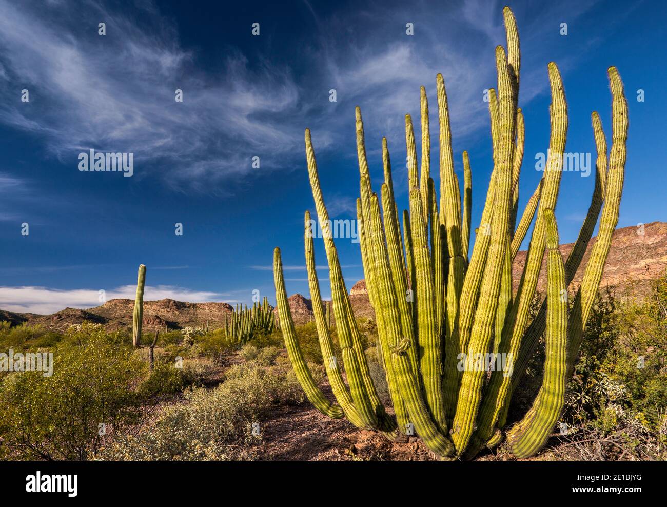 Cactus de pipe d'orgue, Tillotson Peak in distance, Ajo Mountain Drive, Sonoran Desert, Organ Pipe Cactus National Monument, Arizona, Etats-Unis Banque D'Images