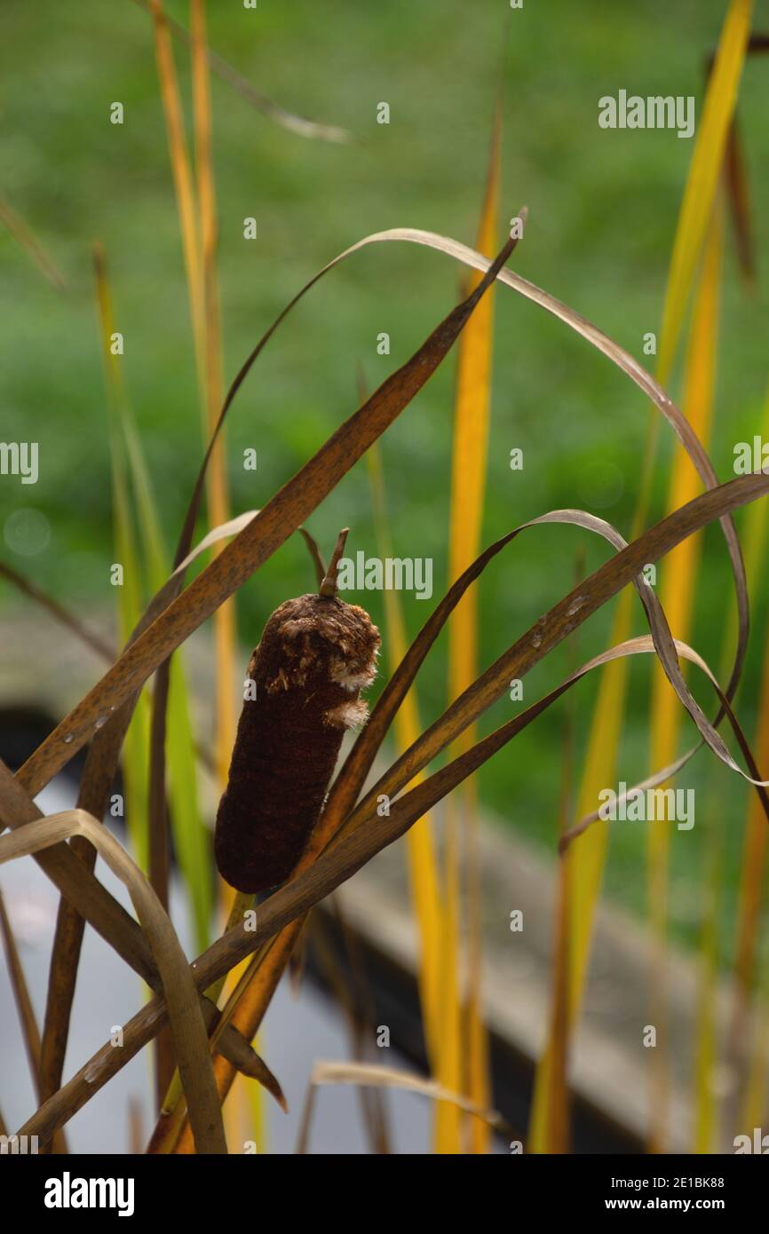 plante de chat marron douce à la fin de l'automne vue de près Banque D'Images