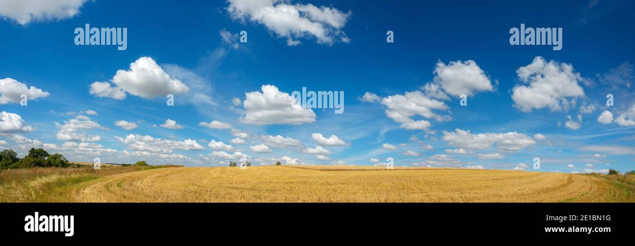 Beau paysage rural ensoleillé avec ciel bleu sur le vide champ doré Banque D'Images