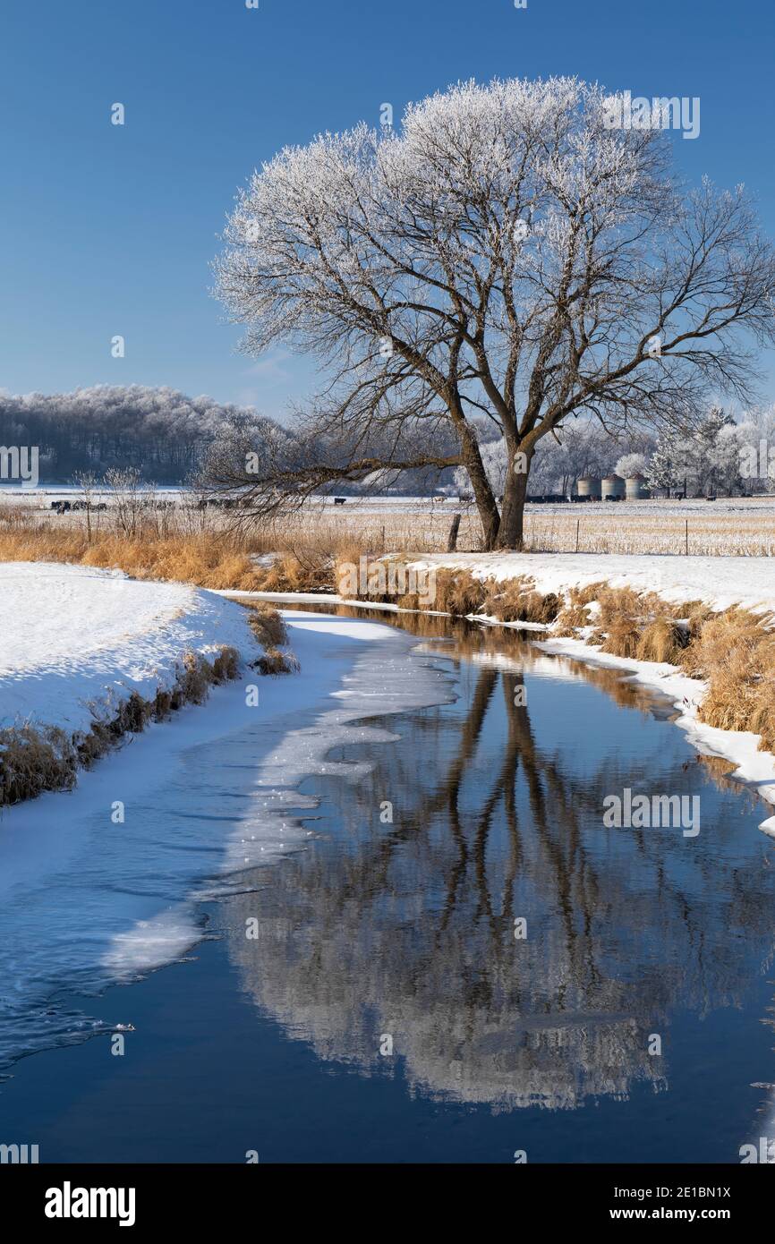 Un arbre recouvert de glace de bord réfléchissant dans une rivière pendant l'hiver. Banque D'Images