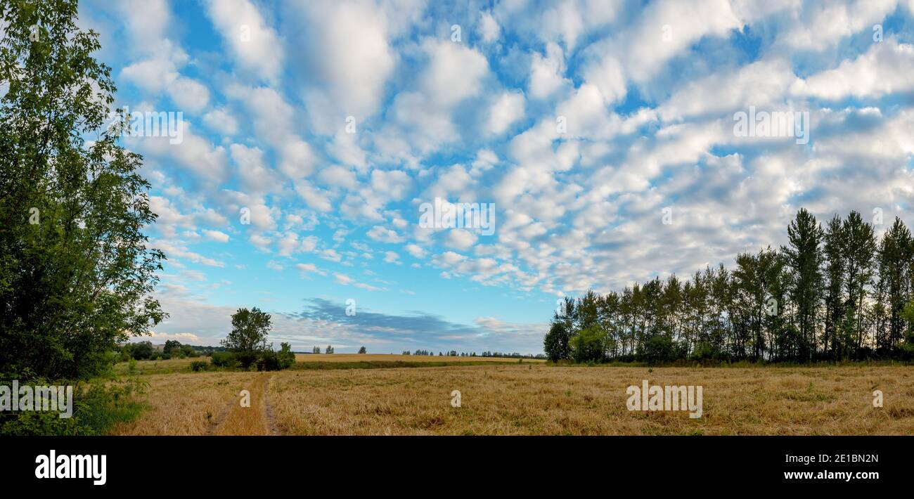 Paysage d'été serein avec champs et arbres pendant la matinée calme Banque D'Images