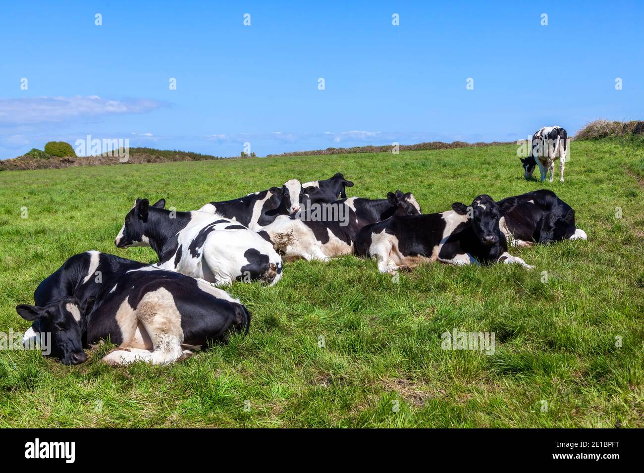 Holstein vaches de frise coucher dans un champ de pâturage de bétail agricole laitier avec un ciel bleu et un espace de copie, image de stock photo Banque D'Images