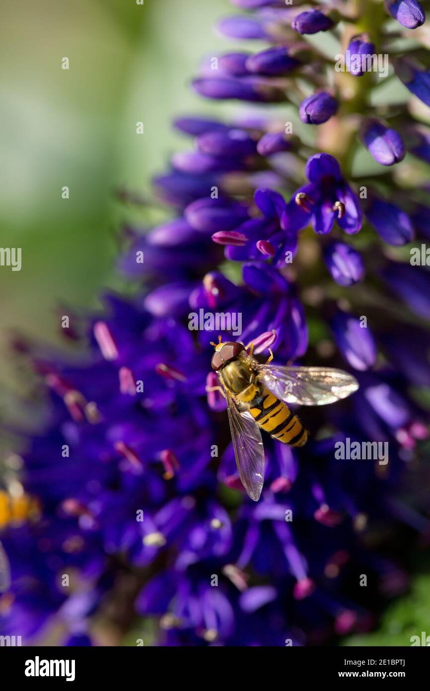 La mouche de l'Hoverfly (famille des Syrphidae) se nourrissant de la fleur pourpre de lupin. Banque D'Images