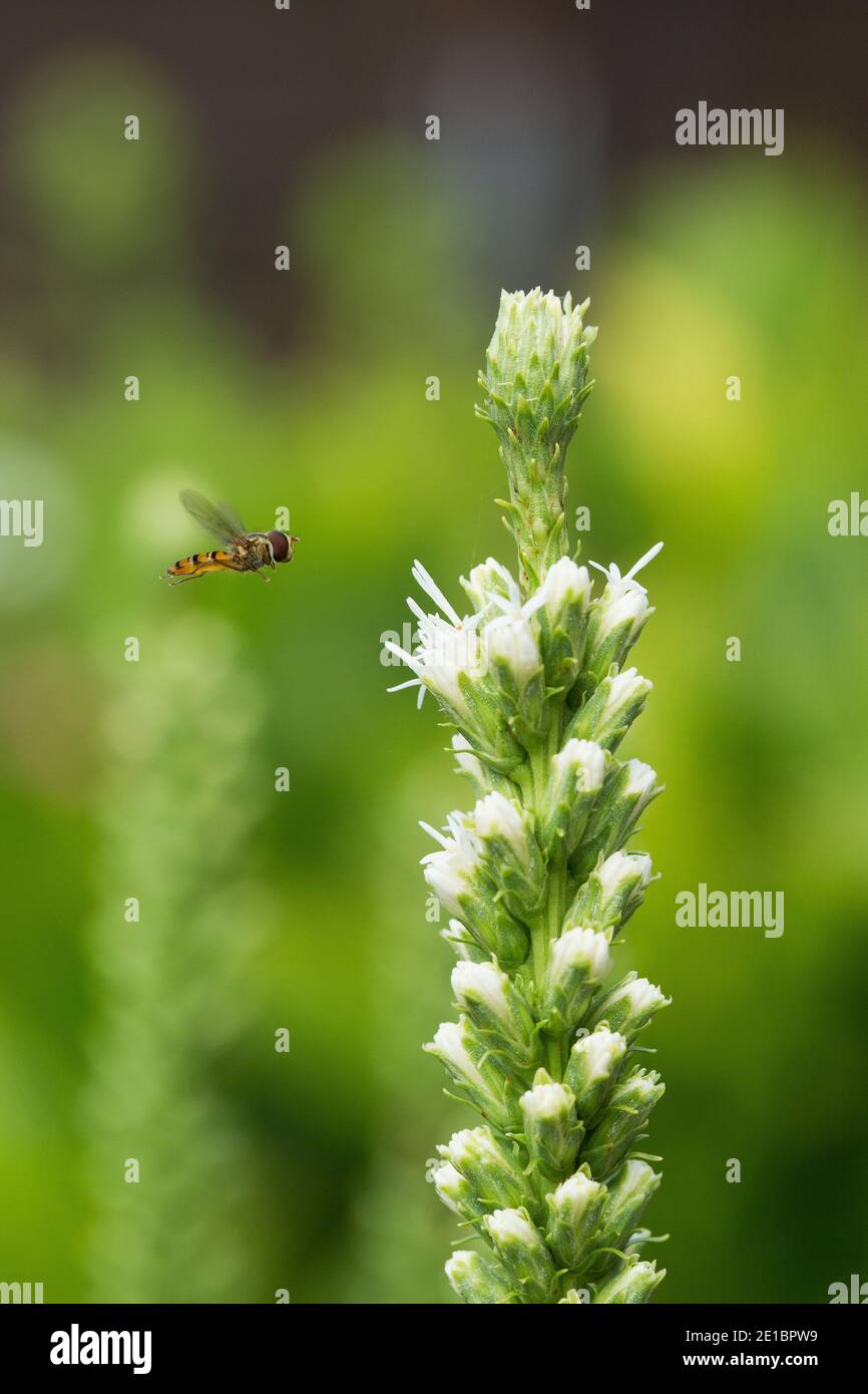 Survol (famille des Syrphidae) volant de gauche à droite vers la grande fleur. Banque D'Images