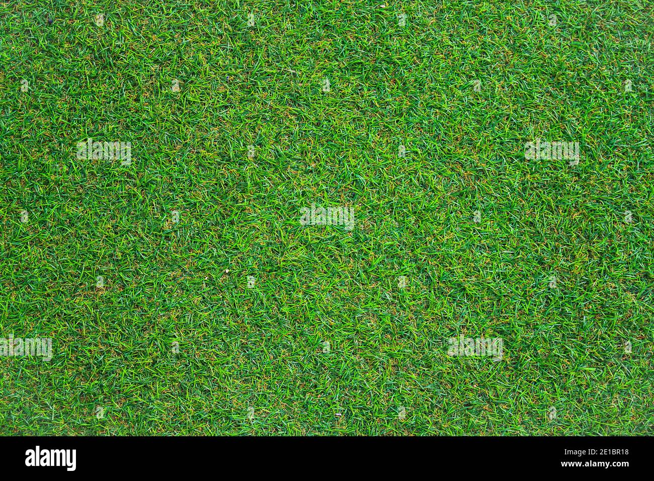 La texture de l'herbe verte peut être utilisée comme arrière-plan Banque D'Images