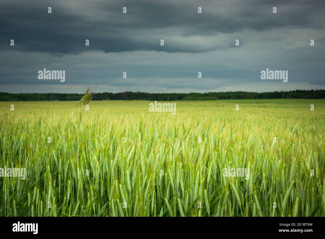 Céréales vertes sur le champ de la ferme et nuages sombres sur le ciel Banque D'Images