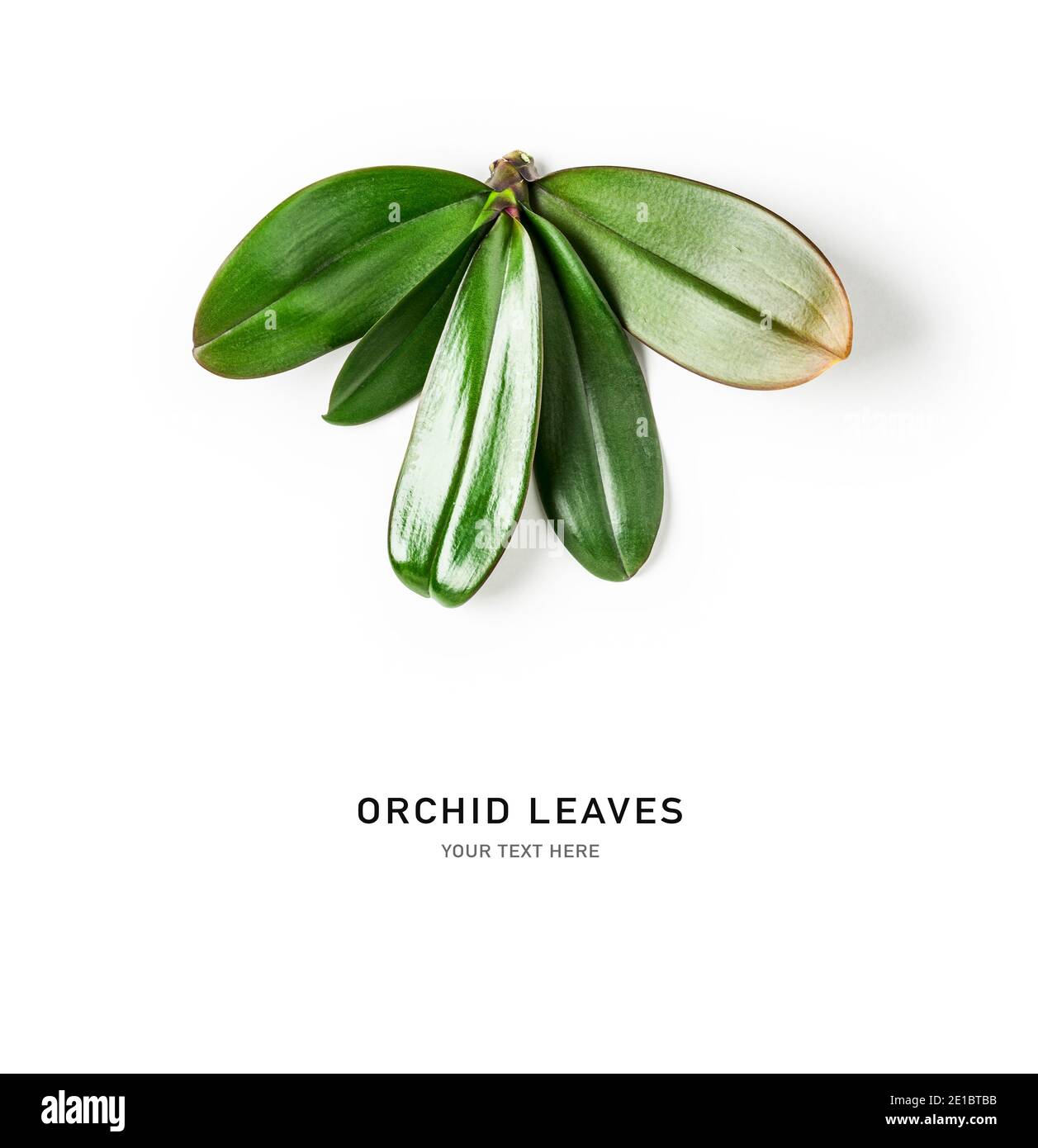 Orchid laisse la composition créative et la disposition isolée sur fond blanc. Arrangement floral avec des feuilles de vert jungle tropical. Nature et environnement Banque D'Images