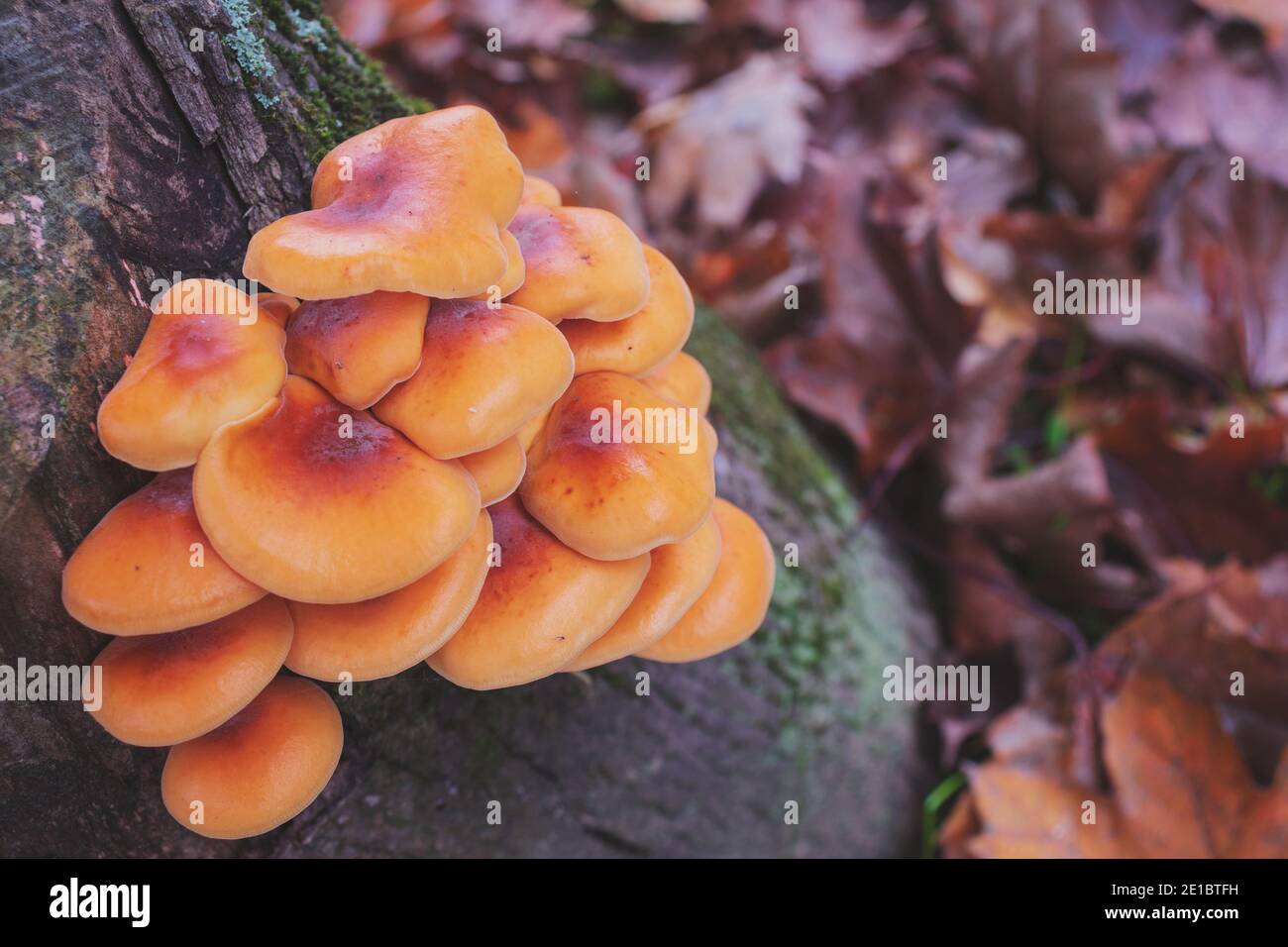 Groupe de Flammulina Velutipes, champignons comestibles poussant sur un tronc d'arbre.Rouge et orange.Copier l'espace. Banque D'Images