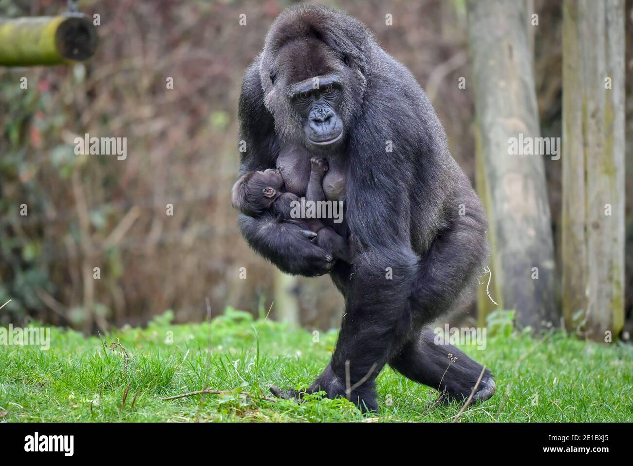 Touni Une Nouvelle Maman D Un Bebe De L Ouest De Plaine Encore Sans Nom Et Sans Sexe Porte Son Bebe De Lait Autour De L Ile De Gorille Dans Les Jardins Du Zoo De Touni Une Nouvelle Maman D Un Bebe De L Ouest De Plaine Encore Sans Nom Et Sans Sexe Porte Son Bebe De Lait Autour De L Ile De Gorille Dans Les Jardins Du Zoo De