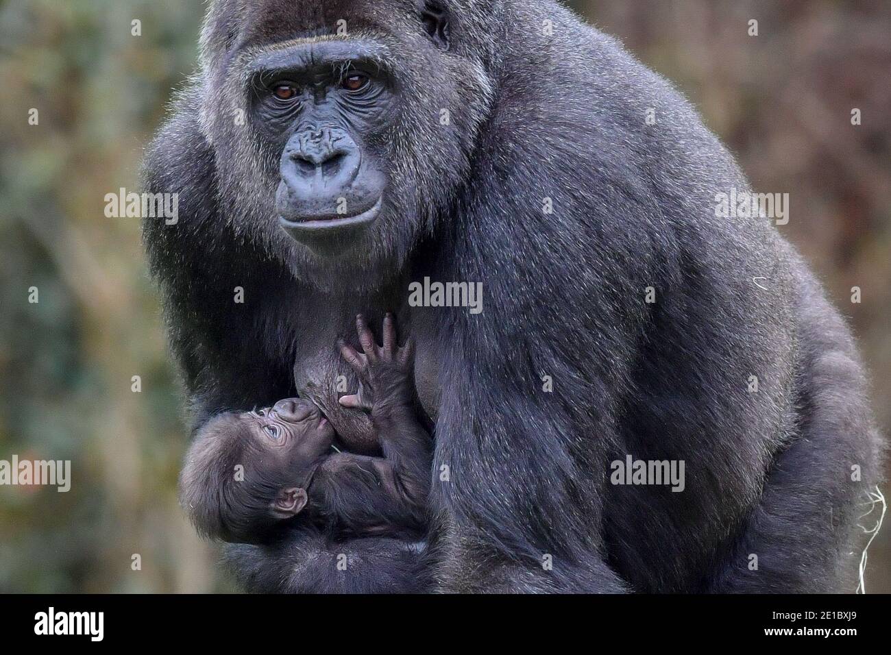 Touni Une Nouvelle Maman D Un Bebe De L Ouest De Plaine Encore Sans Nom Et Sans Sexe Porte Son Bebe De Lait Autour De L Ile De Gorille Dans Les Jardins Du Zoo De
