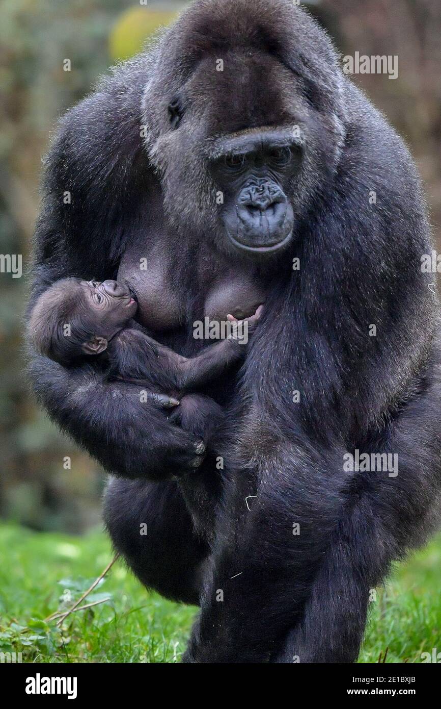 Touni Une Nouvelle Maman D Un Bebe De L Ouest De Plaine Encore Sans Nom Et Sans Sexe Porte Son Bebe De Lait Autour De L Ile De Gorille Dans Les Jardins Du Zoo De Touni Une Nouvelle Maman D Un Bebe De L Ouest De Plaine Encore Sans Nom Et Sans Sexe Porte Son Bebe De Lait Autour De L Ile De Gorille Dans Les Jardins Du Zoo De