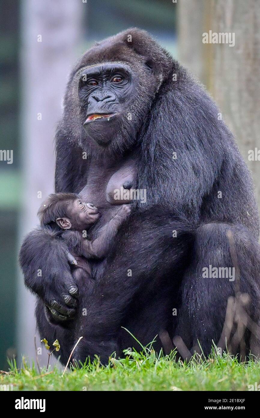 Touni Une Nouvelle Maman A Un Bebe De L Ouest De Basse Terre Encore Sans Nom Et Unsexed Gorilla Porte Son Bebe Autour De L Ile De Gorille A Bristol Zoo Gardens Apres Avoir