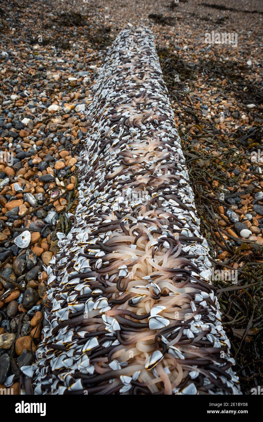 Des milliers d'Oies Barnacles (pollpipes) attachées à un grand morceau de bois lavé sur la plage de East Worthing, West Sussex, Royaume-Uni Banque D'Images