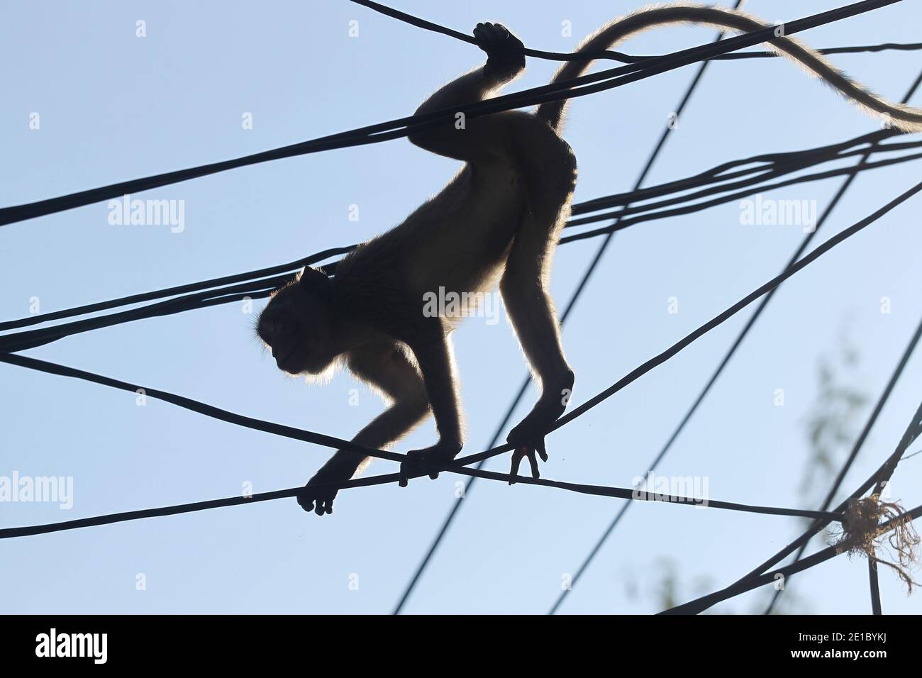 Des singes à longue queue agiles adorables accrochés aux câbles électriques au-dessus avec le ciel bleu sur l'arrière-plan Banque D'Images