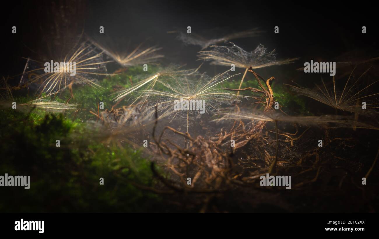 Scène mystique de gros plan de graines de pissenlit dans la brume éclairée par un faisceau de lumière douce. Banque D'Images