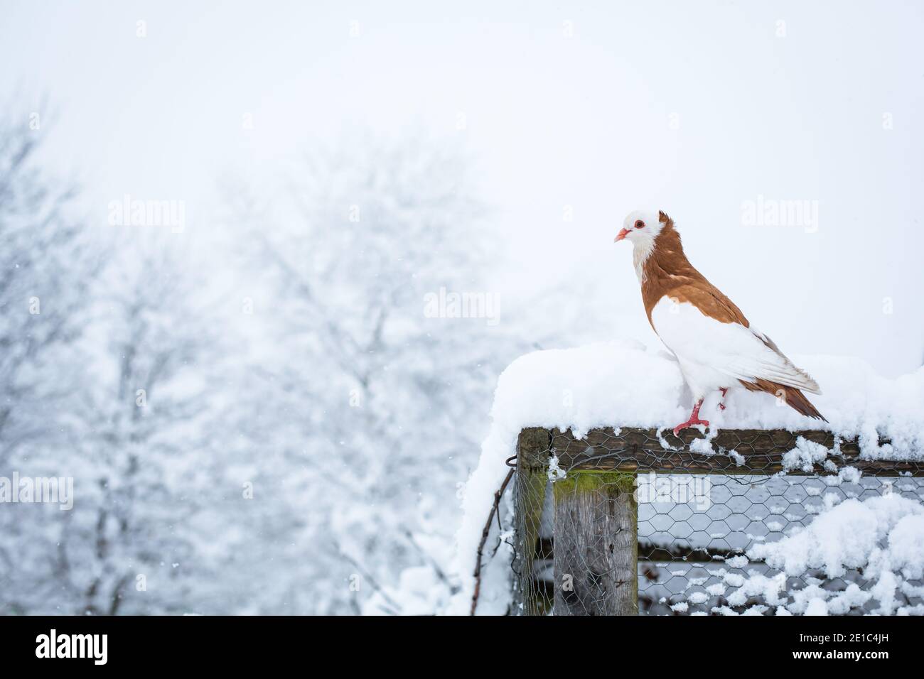 Le Ganselkröpfer autrichien, un pigeon en voie de disparition (cropper) originaire d'Autriche, est présent dans la neige Banque D'Images Le Ganselkröpfer autrichien, un pigeon en voie de disparition (cropper) originaire d'Autriche, est présent dans la neige Banque D'Images