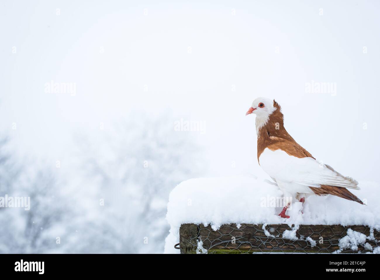 Le Ganselkröpfer autrichien, un pigeon en voie de disparition (cropper) originaire d'Autriche, est présent dans la neige Banque D'Images Le Ganselkröpfer autrichien, un pigeon en voie de disparition (cropper) originaire d'Autriche, est présent dans la neige Banque D'Images