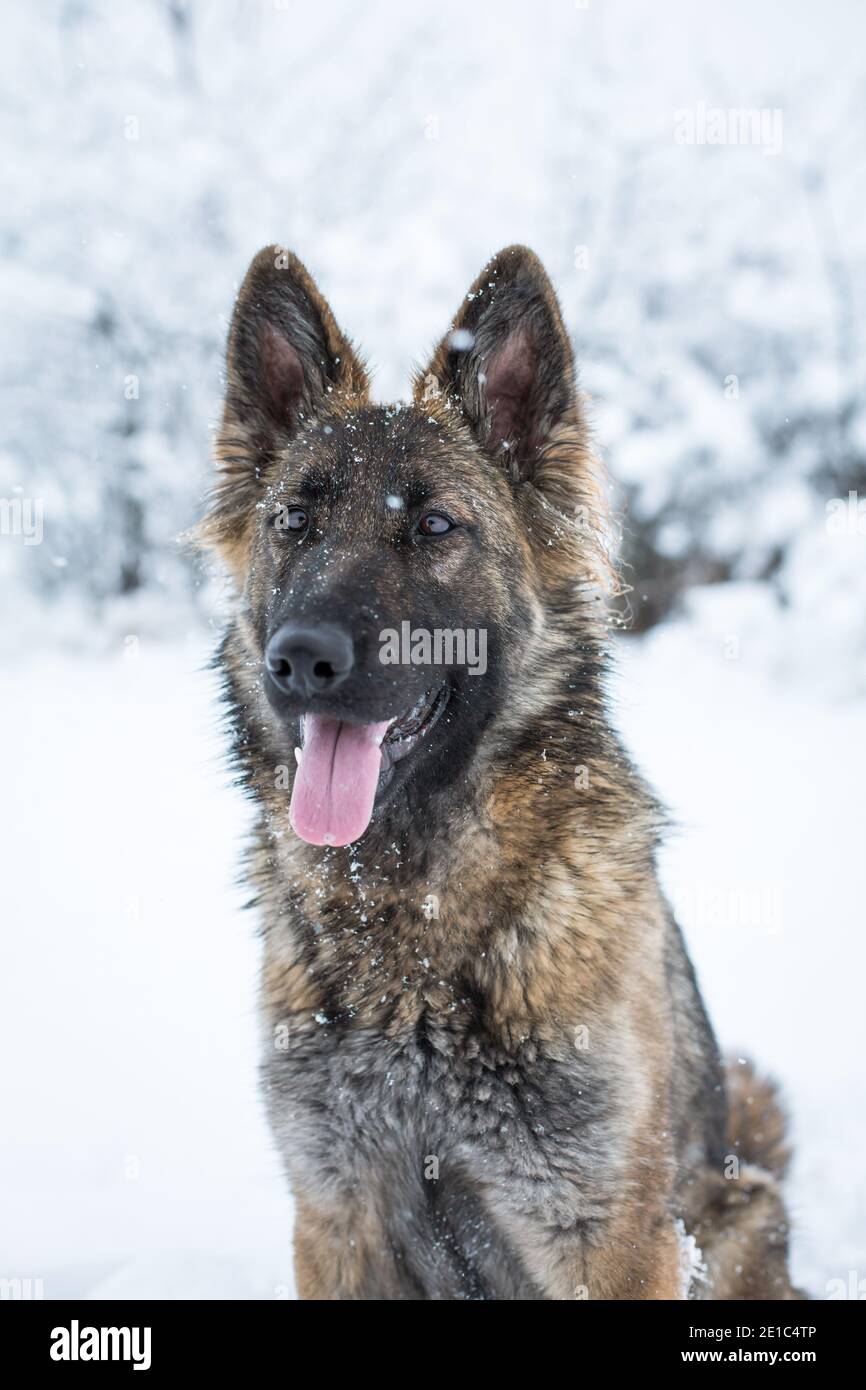 Portrait d'une femelle de berger allemand à poil long (alsacienne) dans la neige Banque D'Images