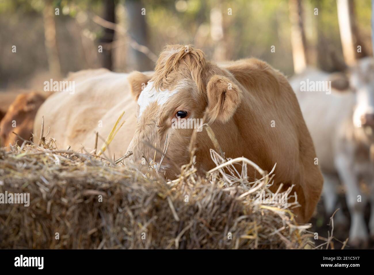 Une vache qui broutage dans la forêt Banque D'Images