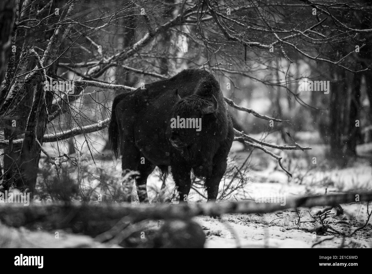 04 janvier 2021, Brandebourg, Dallgow-Döberitz : depuis 10 ans, les bisons vivent en grande partie sans perturbation humaine dans une zone sauvage au cœur du paysage naturel de Döberitzer Heide. Photo: Ingolf König-Jablonski/dpa-Zentralbild/ZB Banque D'Images