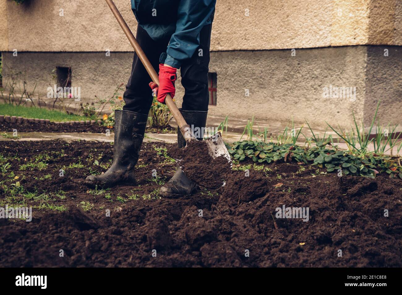 Détail d'un homme de travail qui ajuste son jardin pour plus de plantes plantées. Vie agricole. Travail manuel obligatoire de chaque citoyen Banque D'Images