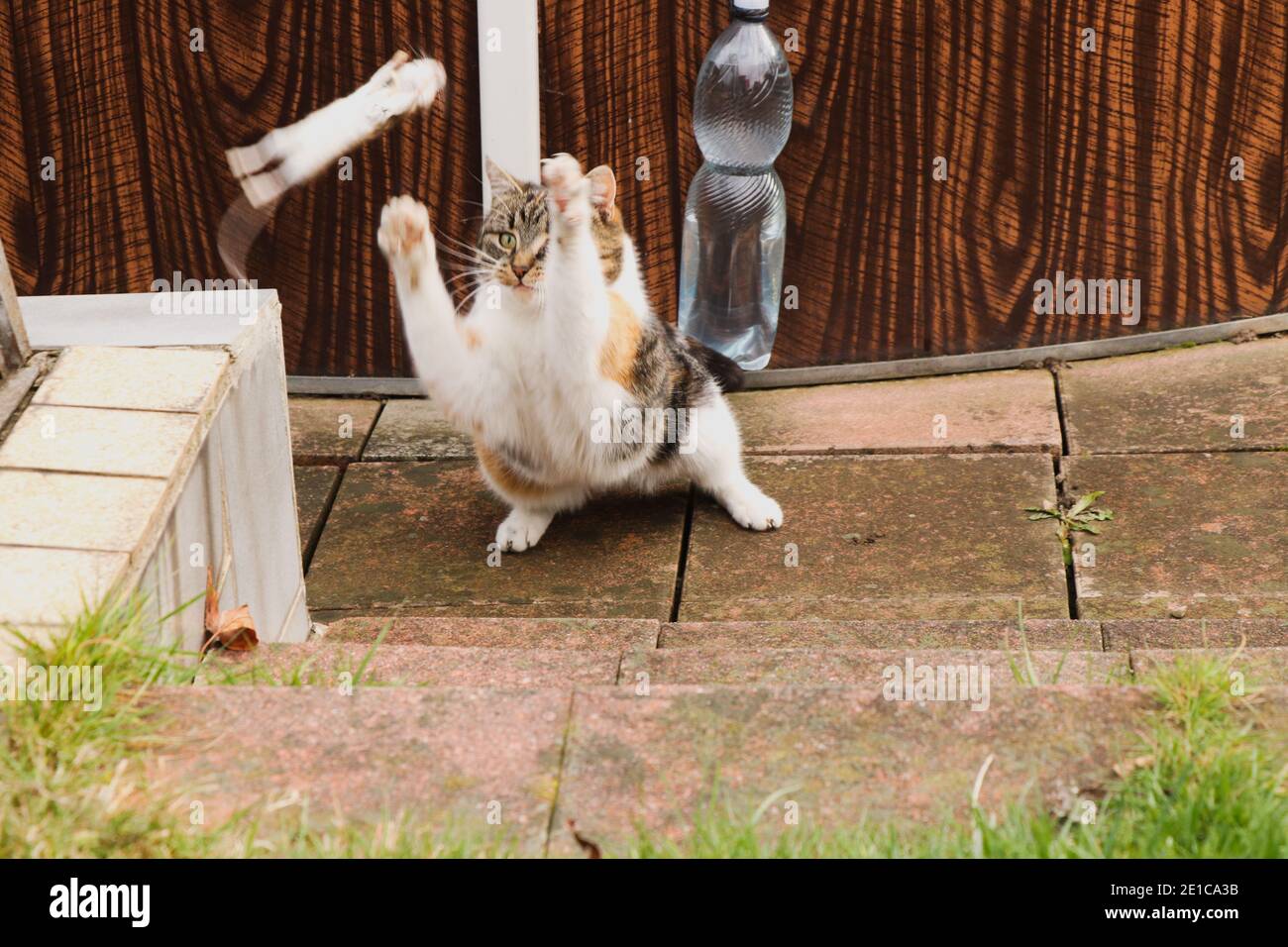 Le chat prédateur a fait ses preuves en matière de chasse. Feline joue avec une souris avant le dîner. Nouage final. Hunter se lance avec la victime. La campagne tchèque. Banque D'Images