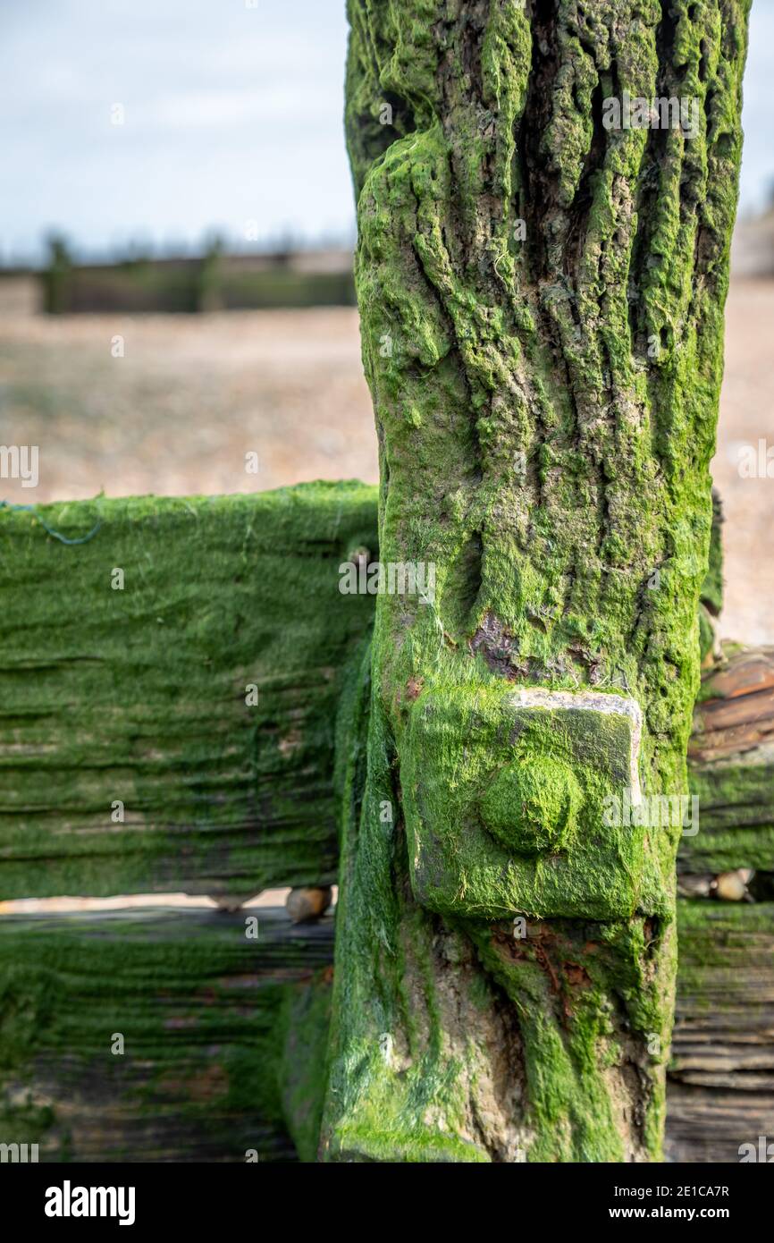 Algues poussant sur un Groyne, Seasalter, Kent, Angleterre, Royaume-Uni Banque D'Images