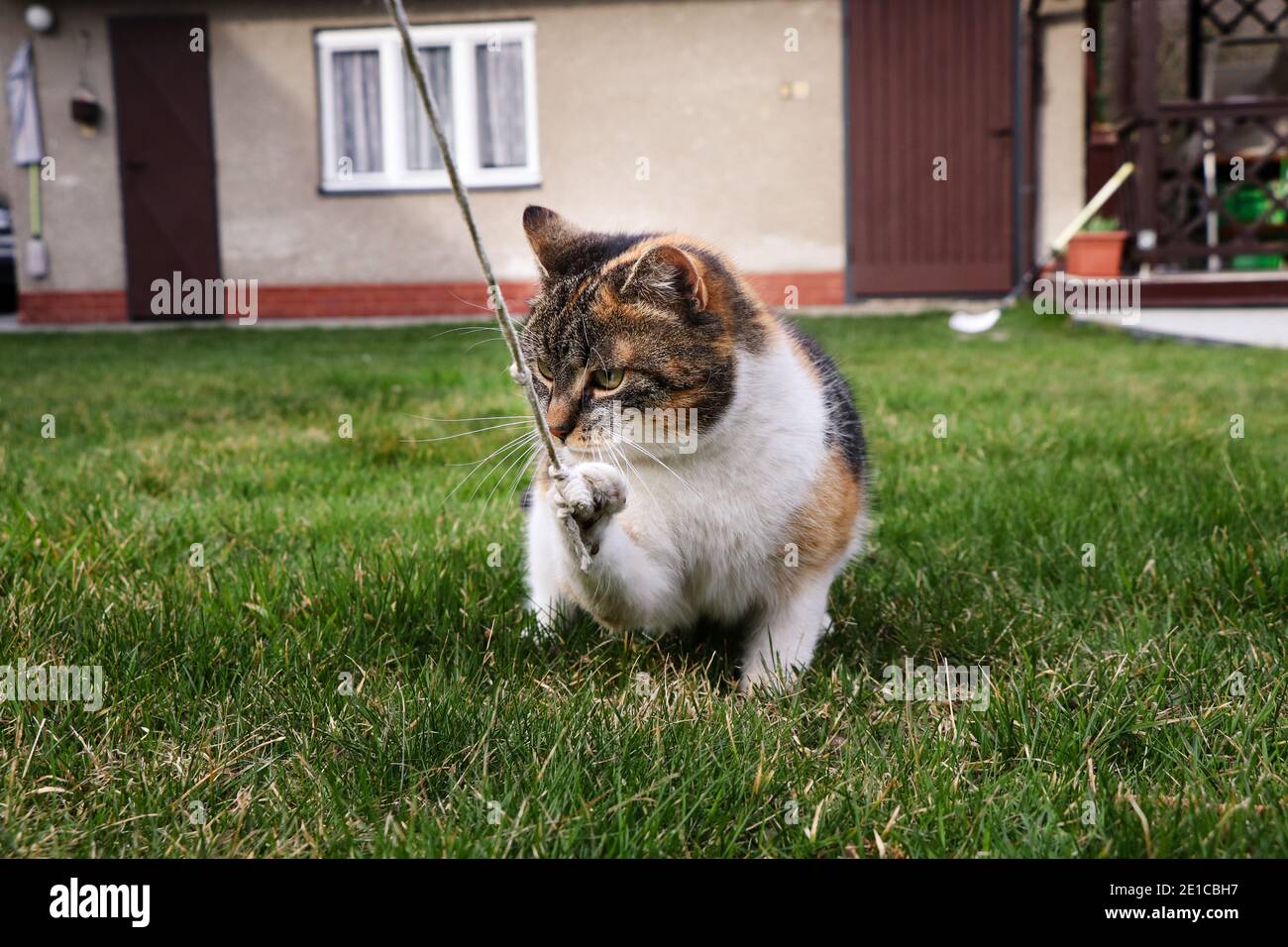 Tirer Un Chat Par Une Petite Ficelle Le Chat Tient Les Poux Avec Force Et Ferme Ses Griffes Et Sa Bouche Felin Est Intelligent Et Astucieux Elle Essaie De Mordre Photo Stock Tirer Un Chat Par Une Petite Ficelle Le Chat Tient Les Poux Avec Force Et Ferme Ses Griffes Et Sa Bouche Felin Est Intelligent Et Astucieux Elle Essaie De Mordre Photo Stock