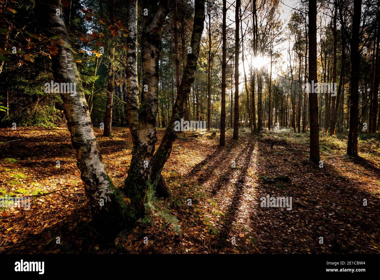 Un arbre d'automne isolé dans une scène de bois britannique. Blidworth Woods, Nottingham, Angleterre, Royaume-Uni Banque D'Images