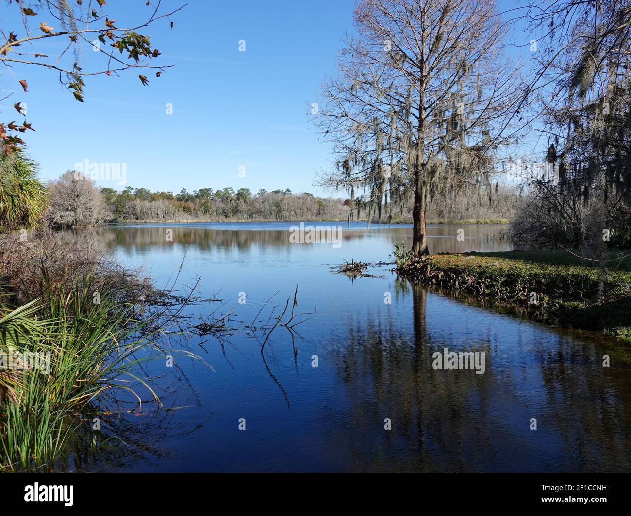 Lac Alice sur le campus de l'Université de Floride, par une journée ensoleillée d'hiver, Gainesville, Floride, États-Unis. Banque D'Images