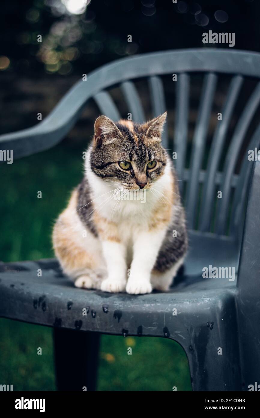 Coucou Amusant D Un Chat Domestique Avec Des Yeux Verts Assis Sur Une Chaise En Plastique Et Regardant Dans Le Jardin Avec Interet Aspect Drole Face Avec Plusieurs Expres Photo Stock Alamy